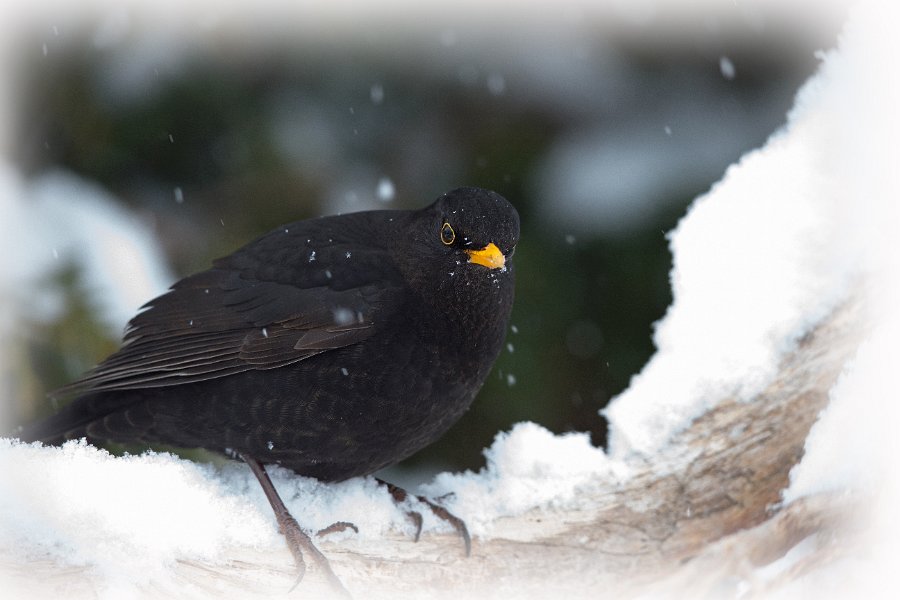 004-DX5Q8276 tonet kant